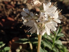 Hydrophyllum occidentale