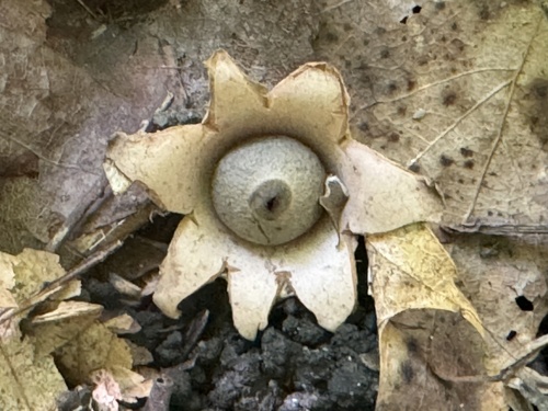Geastrum saccatum