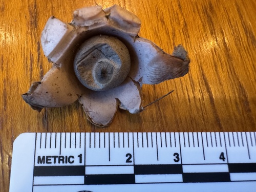 Geastrum saccatum (Photo 3 of 3)