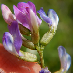 Astragalus bodinii