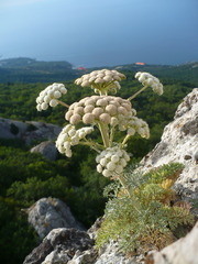 Seseli gummiferum, photograph (c) Denys Vynokurov, some rights reserved (CC BY)