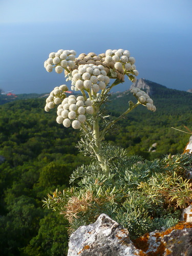 Seseli gummiferum, photograph 3