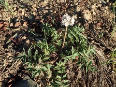 Hydrophyllum occidentale