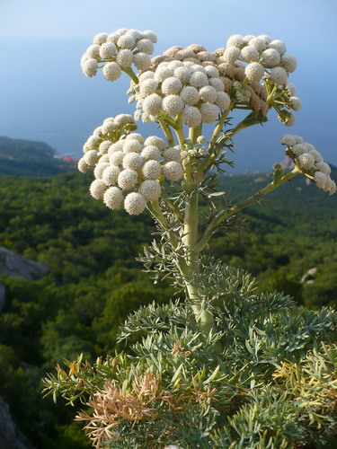Seseli gummiferum, photograph 4