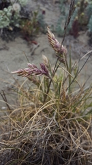 Poa macrantha