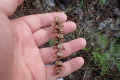 Brazoria truncata