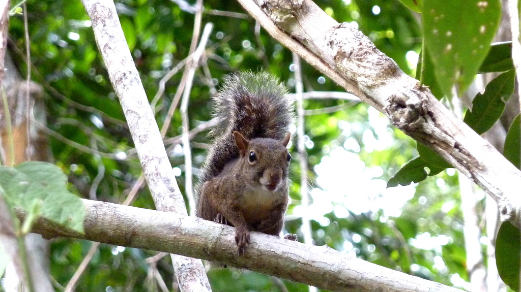 Guianan Squirrel
