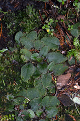 Gunnera prorepens