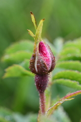 Rosa pendulina