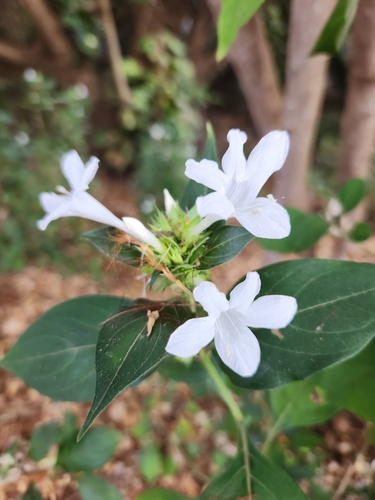 Barleria cristata observed 2024-08-09