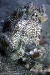 Amphioctopus marginatus