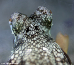 Amphioctopus marginatus