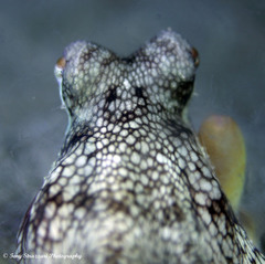 Amphioctopus marginatus