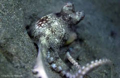Amphioctopus marginatus