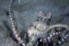 Amphioctopus marginatus