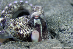 Amphioctopus marginatus