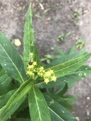 Asclepias curassavica