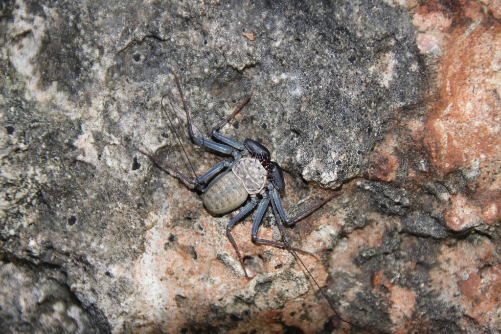 Phrynus decoratus