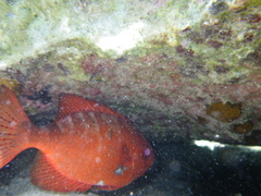 Heteropriacanthus cruentatus