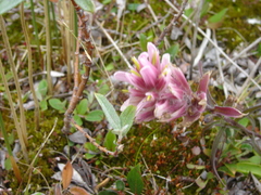 Castilleja raupii
