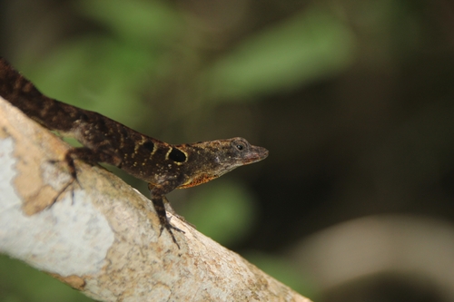 Cuban Eyespot Anole, Anolis quadriocellifer