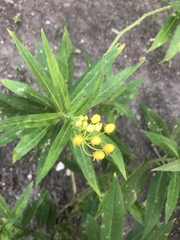 Asclepias curassavica