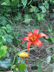 Lilium maritimum
