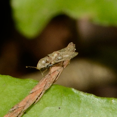 Corythucha ciliata