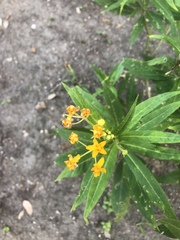 Asclepias curassavica