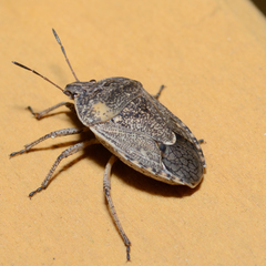 Hymenarcys nervosa