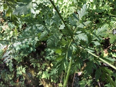 Ligusticum apiifolium