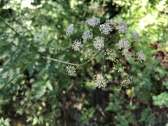 Ligusticum apiifolium