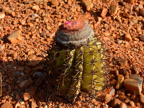 Melocactus zehntneri