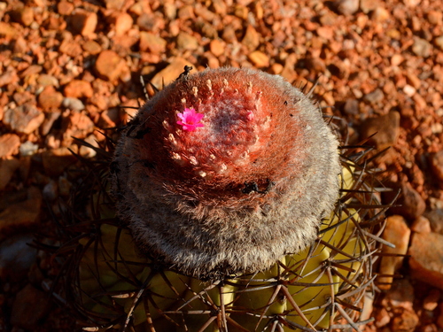Melocactus zehntneri