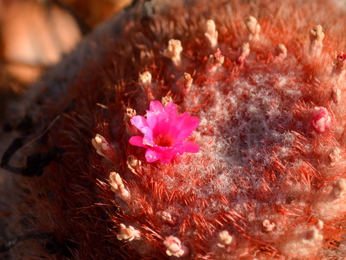 Melocactus zehntneri