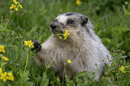 Hoary Marmot photographed in Montana