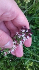 Neotinea ustulata ustulata