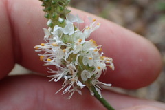 Dalea candida