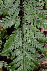 Parapolystichum microsorum pentangulare