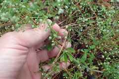 Galium pilosum