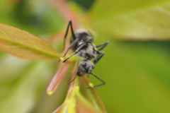 Polyrhachis