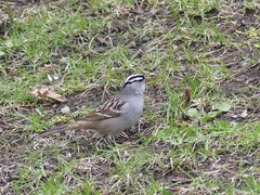 Zonotrichia leucophrys