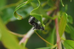 Polyrhachis