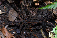 Parapolystichum microsorum pentangulare