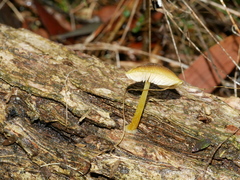 Pluteus pauperculus