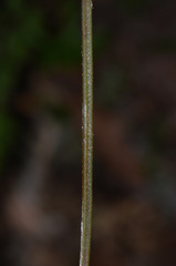 Parapolystichum microsorum pentangulare