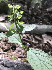 Scutellaria ovata