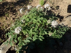 Hydrophyllum occidentale