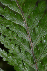 Parapolystichum microsorum pentangulare