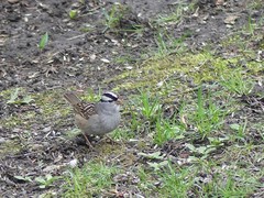 Zonotrichia leucophrys